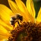 A bumblebee gathering nectar from a bright yellow sunflower