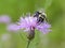 Bumblebee Gathering Nectar On Knapweed