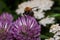 Bumblebee is gathering pollen from a clover flower. Animals in wildlife.