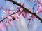 Bumblebee Gathering Pollen from a Pink Eastern Redbud Flower