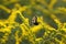 A Bumblebee Gathering Pollen on Stalks of Yellow Flowers