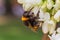 Bumblebee gathering pollen on white acacia tree blossoming