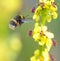 Bumblebee gathering pollen at a yellow flower