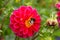 Bumblebee gathers nectar on dahlia in the summer garden