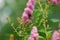 A bumblebee gathers pollen from a pink flower