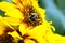 A bumblebee gathers pollen on a sunflower.