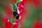 Bumblebee getting nectar from a bright red flower