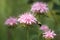 Bumblebee Grabbing Pink Bee Balm Flower