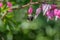 Bumblebee hanging from bleeding heart flowers in early spring