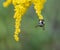 Bumblebee Hanging from a Goldenrod Plant