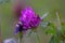 Bumblebee hanging from a red clover flower
