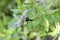 Bumblebee hanging from tiny purple flower