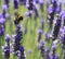 Bumblebee harvesting a lavender flower