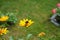 Bumblebee on a Heliopsis flower in the garden. Bombus terrestris is one of the most numerous bumblebee species in Europe. Berlin