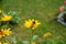 Bumblebee on a Heliopsis flower in the garden. Bombus terrestris is one of the most numerous bumblebee species in Europe. Berlin