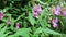 Bumblebee on Himalayan balsam Impatiens glandulifera in blossom