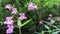 Bumblebee on Himalayan balsam Impatiens glandulifera in blossom