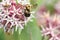 Bumblebee and Honeybee pollinating together on Showy Milkweed