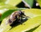 Bumblebee Hoverfly - Volucella bombylans