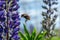 Bumblebee hovering at a purple lupine flower