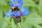 The bumblebee insect collects nectar. Pollination of flowers.