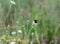 Bumblebee, insect collects pollen from flowers in a meadow