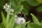 Bumblebee insect pollinating flowers macro