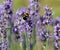 Bumblebee insect sucking the nectar from the fragrant lavender f
