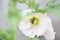 Bumblebee inside a Pink Hollyhock Flower