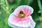 Bumblebee inside pink poppy flower, collecting pollen