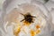 Bumblebee inside white peony