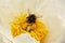 Bumblebee inside white peony