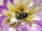 Bumblebee with its head stuck in the center of a Purple Yellow and White Dahlia Flower