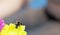 A bumblebee landed on a toy with blurry background