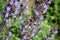 a bumblebee landing on the blooming sage