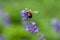 Bumblebee lands on lavender flower on green meadow