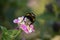 Bumblebee on Lantana on Sunset