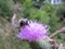 A bumblebee is lapping its tongue on a milk thistle