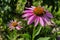 Bumblebee Latin: Bombus on pink flower Echinacea Latin: Echinacea purpurea. Flower bed of medicinal plants in garden