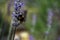 Bumblebee on lavender