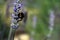 Bumblebee on lavender