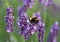 Bumblebee on lavender