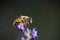 Bumblebee on lavender
