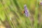 Bumblebee on Lavender