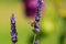 Bumblebee on Lavender