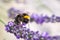 Bumblebee on lavender