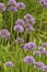 Bumblebee on lavender allium flowers.