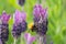 Bumblebee on lavender blossom in detail