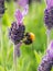 Bumblebee on lavender blossom in detail