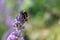 Bumblebee on a lavender flower. A close-up of a bumblebee.